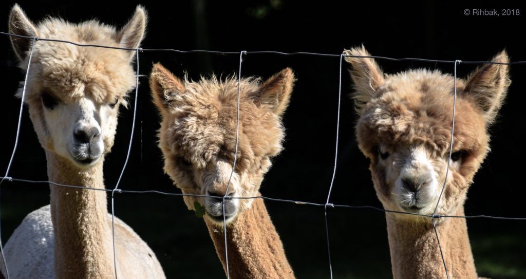 alpacas