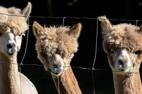 alpacas